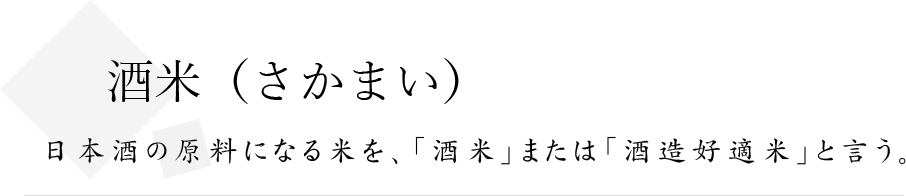 酒米
